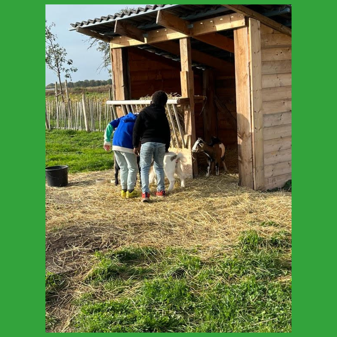 Kinder füttern Ziegen neben einem Holzunterstand auf einem Bauernhof.